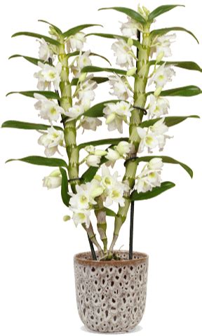 orchidee kopen jumbo